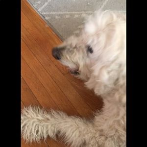 Meet your Posher, Abby